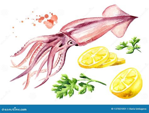 Fresh Squid With Lemon And Herbs Set Seafood Watercolor Hand Drawn Illustration Isolated On