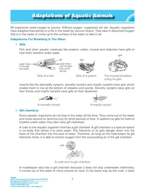 Adaptations of Aquatic Animals Min | PDF | Gill | Water