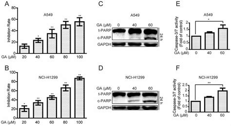 Ga Increases Cell Proliferative Inhibition And Apoptosis In A And