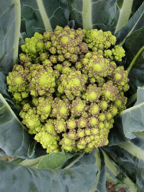 Romanesco Broccoli Heads Harvest Time Romanesco Broccoli Romanesco