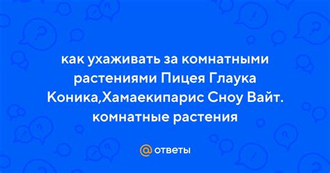 Ответы Mail: как ухаживать за комнатными растениями Пицея Глаука Коника ...