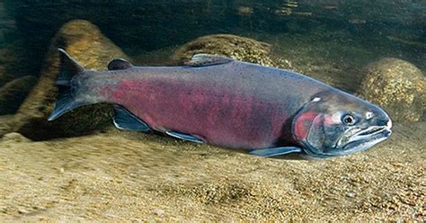 Coho Salmon Glenwood Washington