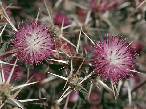 Flower Gallery :: Asteraceae :: 511_10