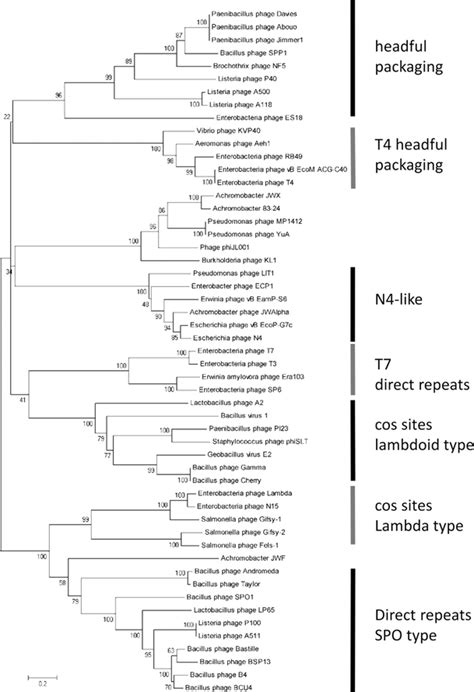 Phylogenetic Analysis Of Terminase Large Subunits Of Jwx Jwf And Phage