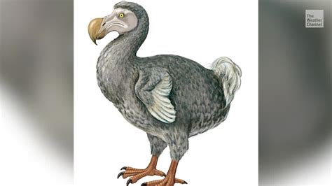 Can Scientists Bring Back Dodo Birds Hundreds Of Years After Extinction