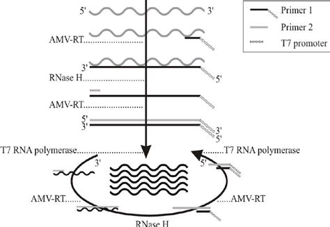 Principle Of Nucleic Acid Sequence Based Amplification Primer