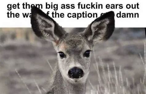 Get Tham Big Ass Tuckin Ears Out The The Caption Jdammn IFunny