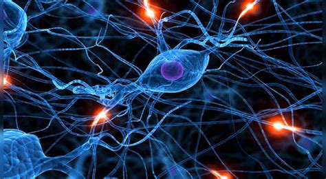 Neurociencia Confirma Que Las Neuronas Se Pueden Regenerar En La