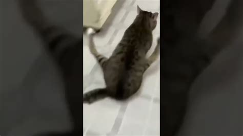 The Best Cat Fails Youtube