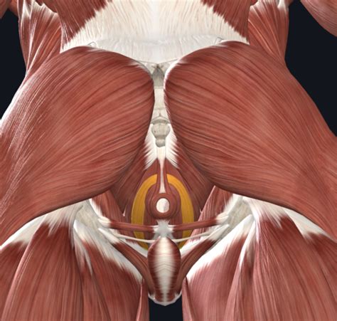 Pelvis And Perineum Flashcards Quizlet