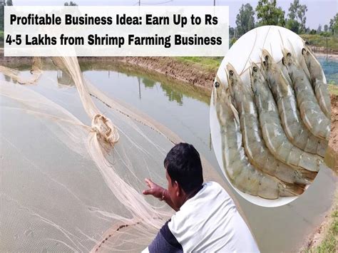 Profitable Business Idea Earn Up To Rs Lakhs From Shrimp Farming