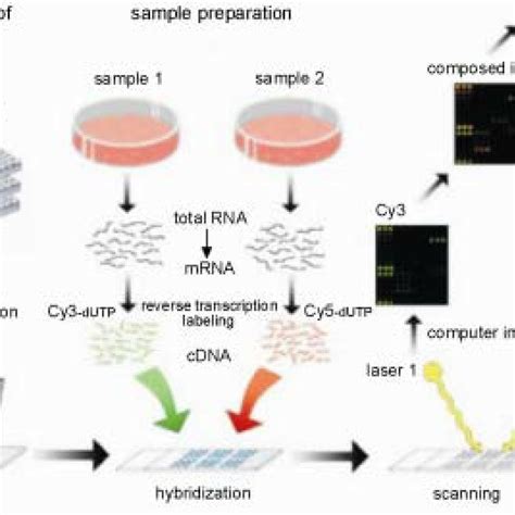 PDF DNA Microarrays Techniques And Applications In Microbial Systems