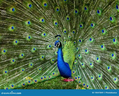 Peacock With Feathers Out Stock Image Image Of Mating