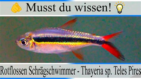 Haltungsbedingungen Infos Rotflossen Schrägschwimmer Thayeria sp