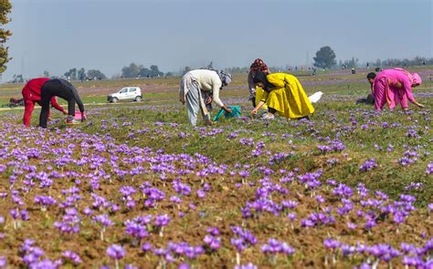 Photos Saffron Harvest In Kashmir S Pampore