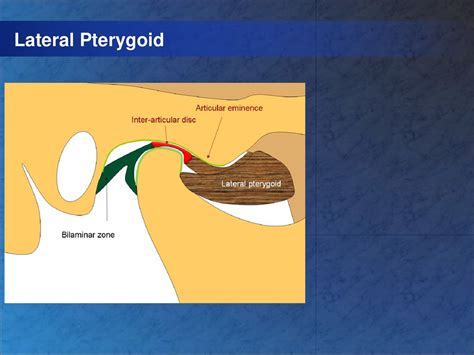 Muscles Of Mastication Ppt Download