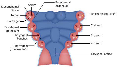 Branchial Apparatus And Aortic Arches Concise Medical Knowledge