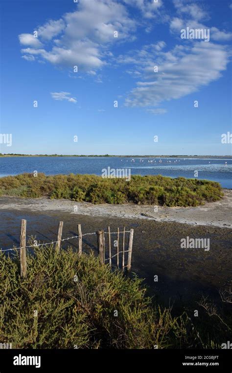 Salicornia salt marsh hi-res stock photography and images - Alamy