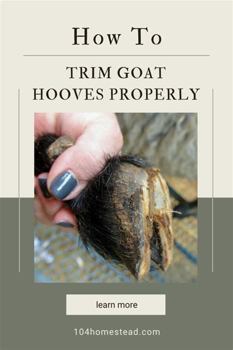 Goat Hoof Care: How to Trim Goat Hooves Correctly + Goat Hoof Health