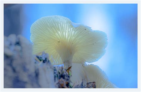 Fungus Maximus :: Behance