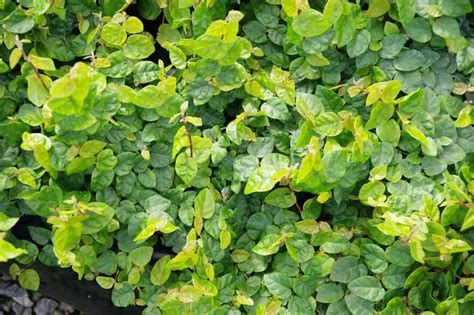 Buy Ficus Pumila Creeping Fig Free Freight Over 150