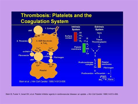 Ppt Disseminated Intravascular Coagulation Powerpoint Presentation