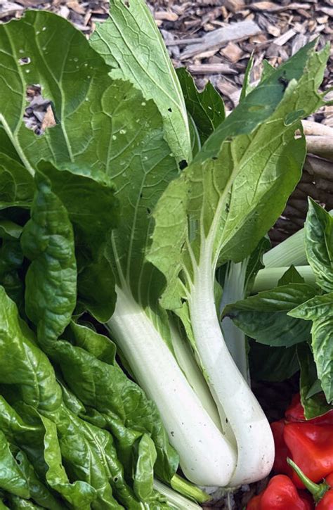 I Love Baby Pak Choi Aka Brassica Rapa Var Chinensis Gardenlady