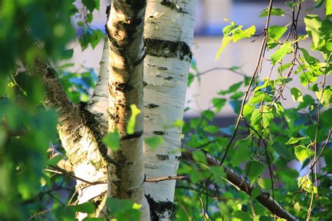 Birch,tree,closeup,nature,konary - free image from needpix.com