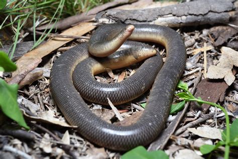 Blackish Blind Snake Anilios Nigrescens A Large Adult Bl Flickr