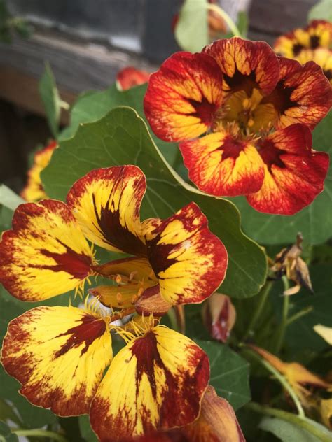 Tropaeolum Majus Orchid Flame Xera Plants