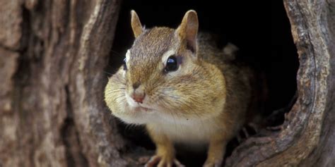 169 Good and Funny Chipmunk Names – Animal Names