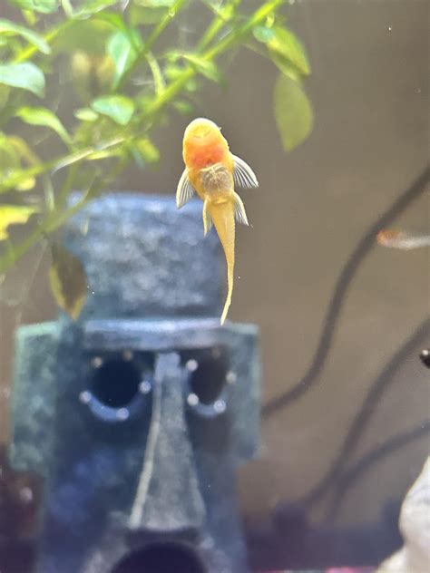 Red on albino Pleco?? : r/pleco