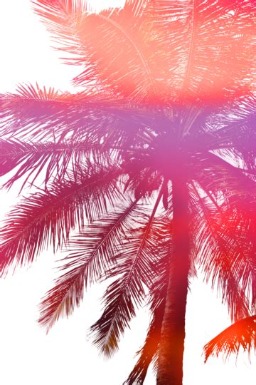 Abstract Palm Tree Sunset Purple Sun Plant Art Pretty Funkynature