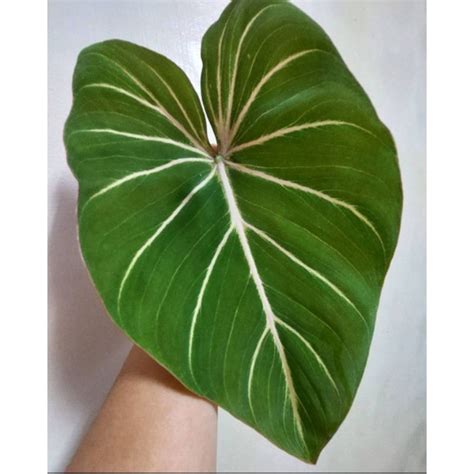 圓柄錦緞蔓綠絨 Philodendron Gloriosum 觀葉植物 雨林植物 蔓綠絨 室內 盆栽 彩葉芋 鹿角蕨 蝦皮購物