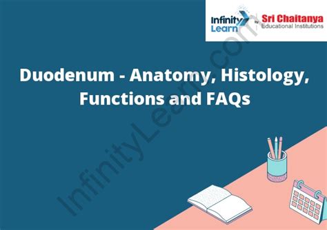 Duodenum - Anatomy, Histology, Functions and FAQs - Infinity Learn by ...