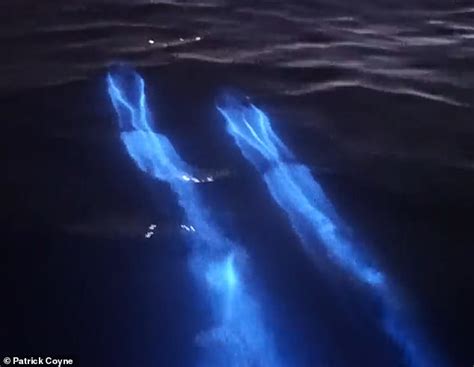 Magical footage shows dolphins 'glowing' as they swim through bioluminescent algae - ReadSector