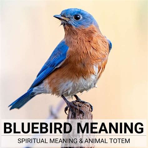 a bluebird sitting on top of a wooden post with the words bluebird meaning