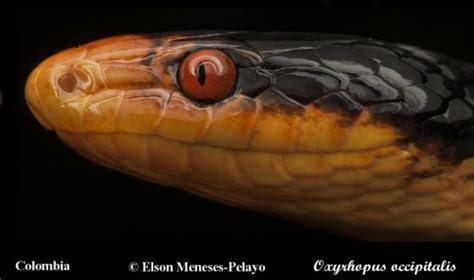 Oxyrhopus Occipitalis The Reptile Database