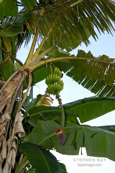 Photo: Banana tree on a farm in the Amazon. Peru.