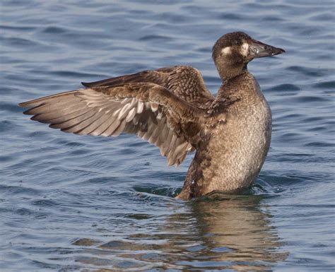 Surf Scoter | San Diego Bird Spot