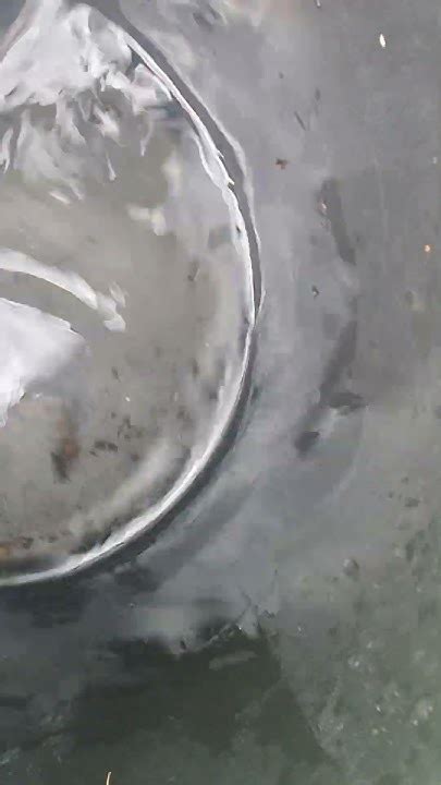 Spider Walking On Water Youtube