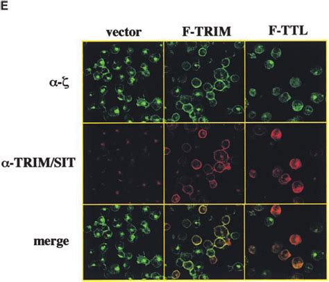 The Molecular Basis For Association Between Trim And Tcr A Scheme