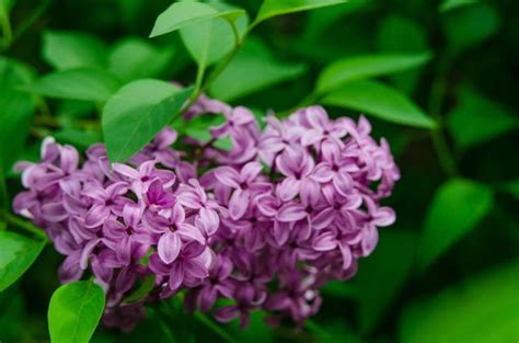 Cutting Lilacs When And How To Cut Back Gardender