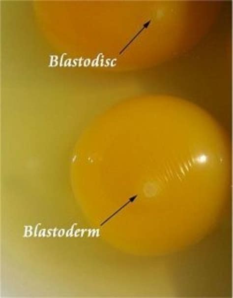 How To Tell If Your Chicken Eggs Are Fertile Hubpages