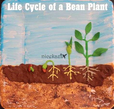 What Is A Life Cycle Of A Bean Plant