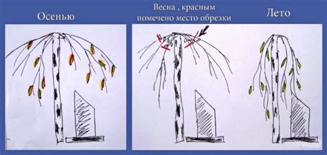 Обрезка березы: виды, назначение, выбор времени