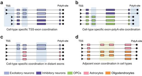 Single Nuclei Isoform RNA Sequencing Unlocks Barcoded Exon Connectivity