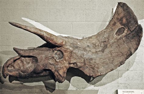 Triceratops Sp Ceratopsian Dinosaur Late Cretaceous 4 Flickr