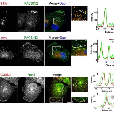 PACSIN2 Colocalizes With Rac1 On Early Endosomes And In The Leading