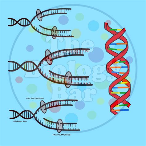 Dna Clip Art